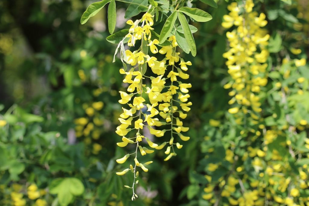 Goldregen - Laburnum anagyroides