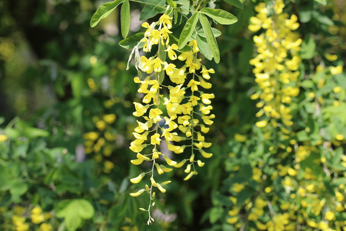 Goldregen (Laburnum anagyroides)