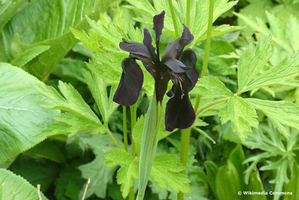 Goldstreifen-Schwertlilie „Black Form“ (Garten-Schwertlilie, wiss. Bezeichnung Iris chrysographes „Black Form“), schwarze Blume