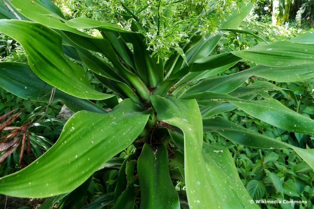 Großblättriger Drachenbaum - Dracaena aletriformis