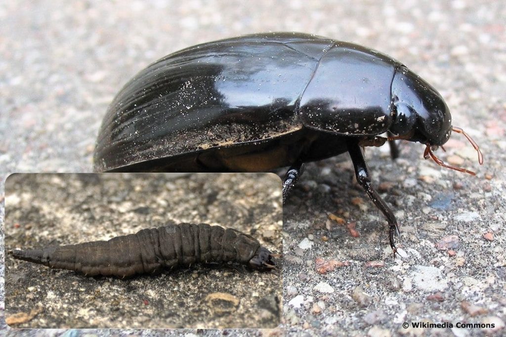 Großer Kolbenwasserläufer - Hydrophilus piceus