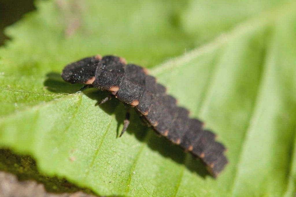 Großer Leuchtkäfer - Lampyris noctiluca