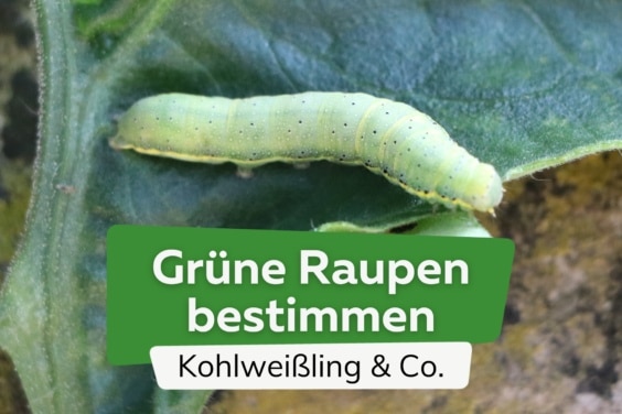 Grüne Raupen bestimmen