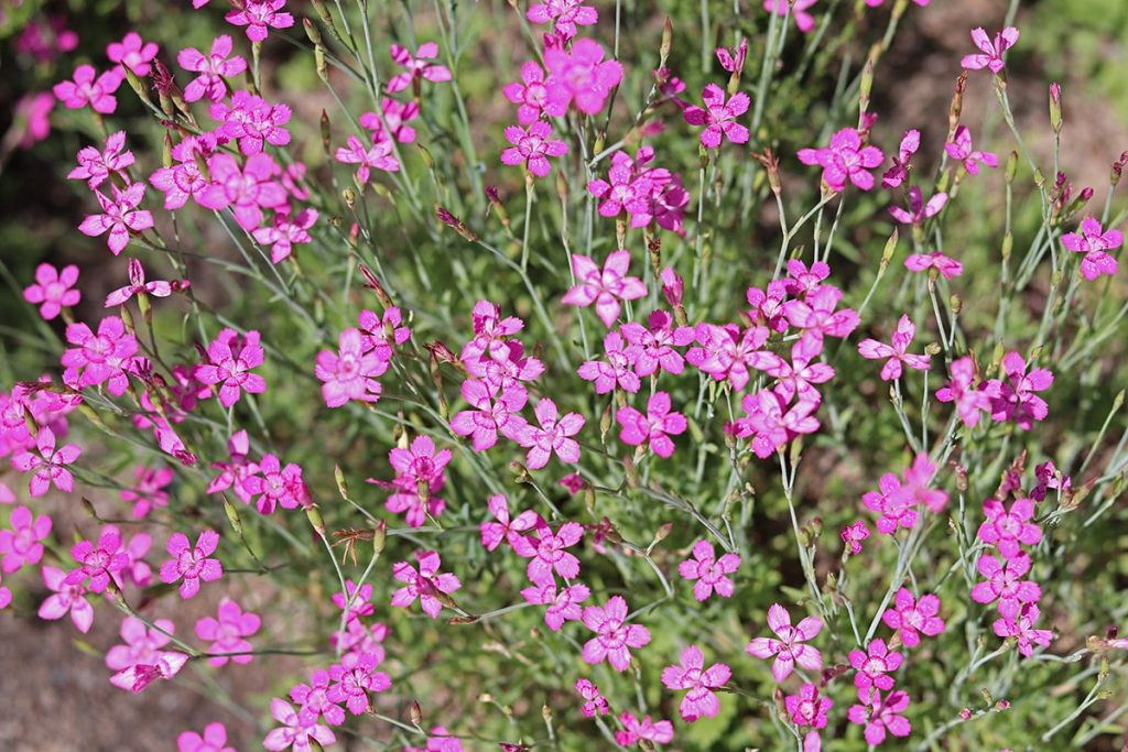 Heidenelke - Dianthus deltoides