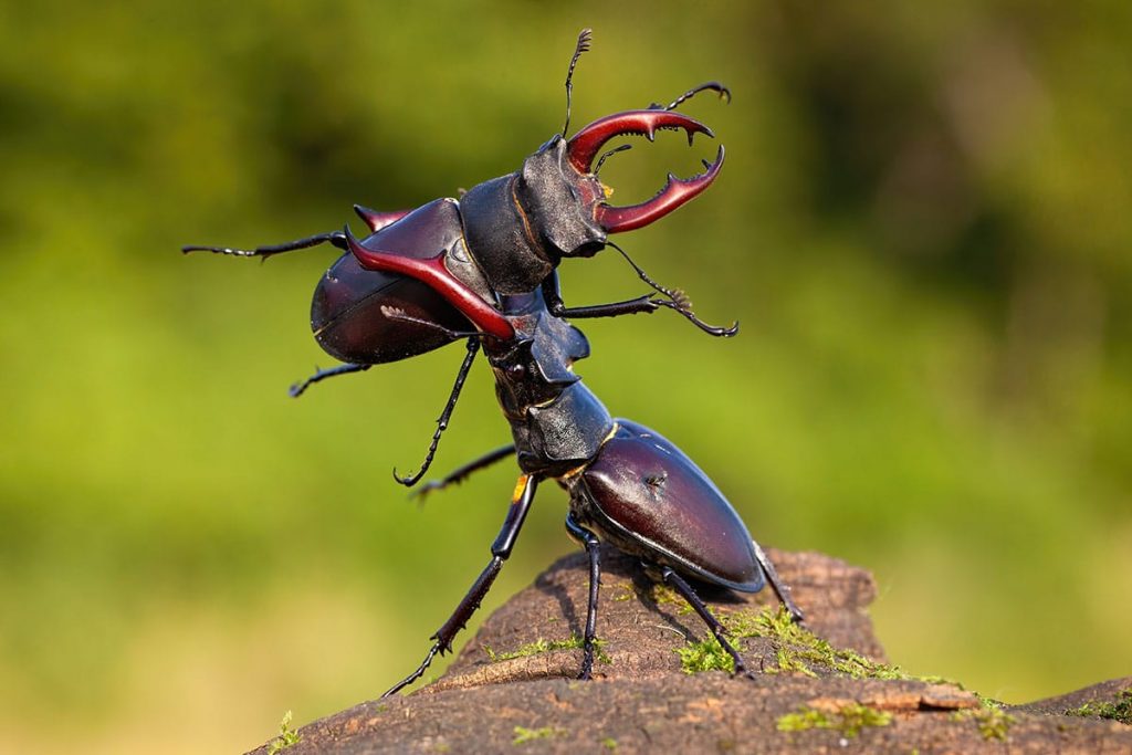 Hirschkäfer (Lucanus cervus)