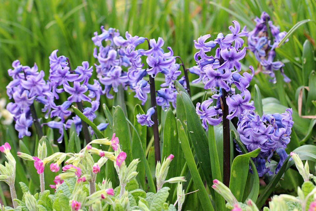 Hyazinthen (Hyacinthus), Duftblumen