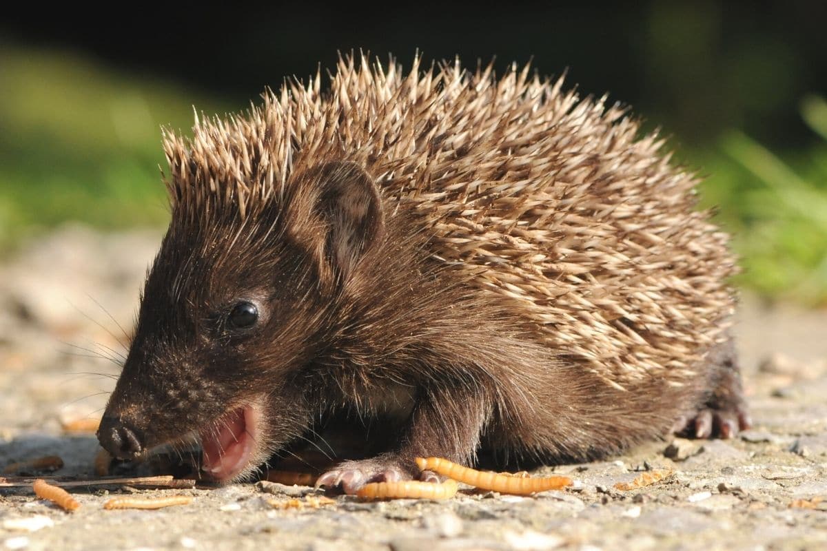 Erdflöhe bekämpfen - Igel frisst Larven