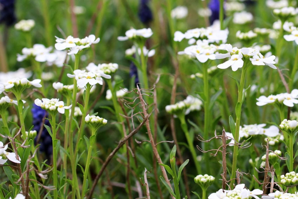 Immergrüne Schleifenblume (Iberis sempervirens), Stauden für viel Sonne