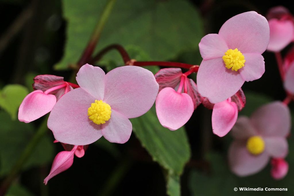 Japanisches Schiefblatt (Begonia grandis)