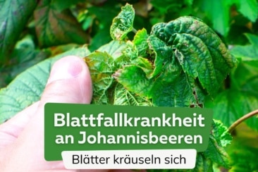 Johannisbeere Blätter kräuseln sich: Blattfallkrankheit