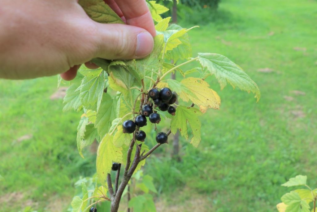 Blattfallkrankheit - Johannisbeeren überprüfen