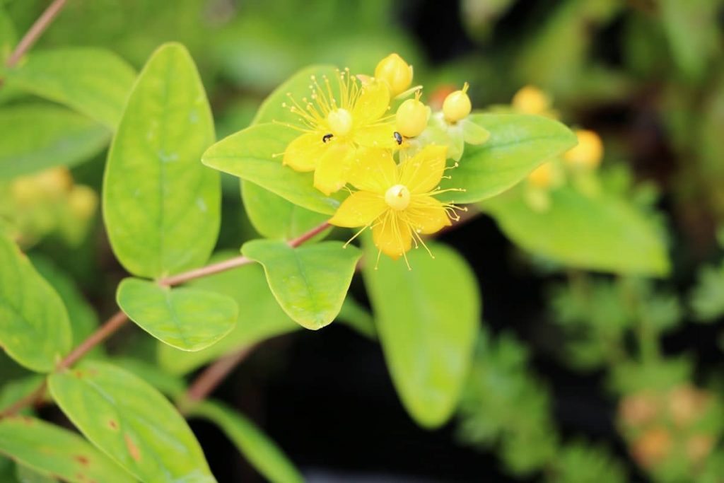 Strauch mit gelben Blüten - Johanniskraut