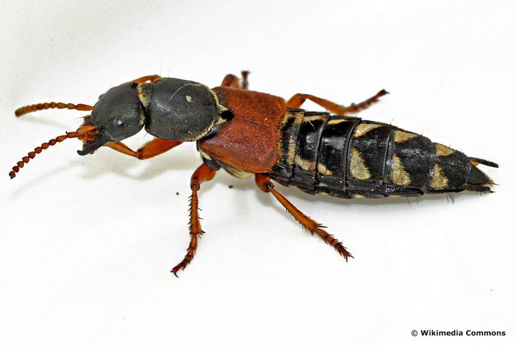 Kaiserliche Kurzflügler (Staphylinus caesareus)