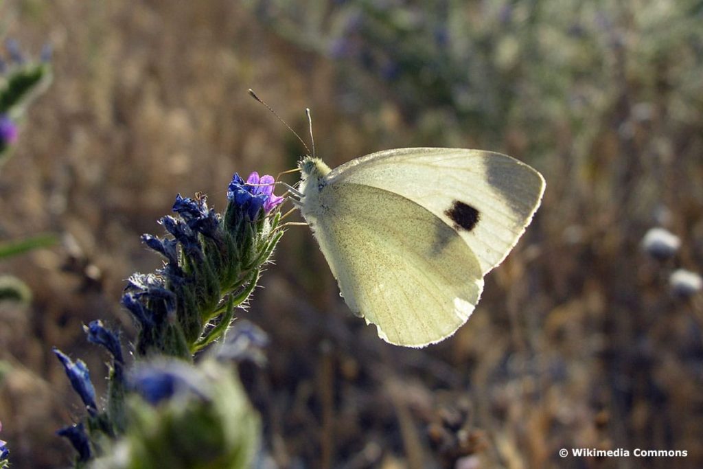 Karstweißling (Pieris mannii)