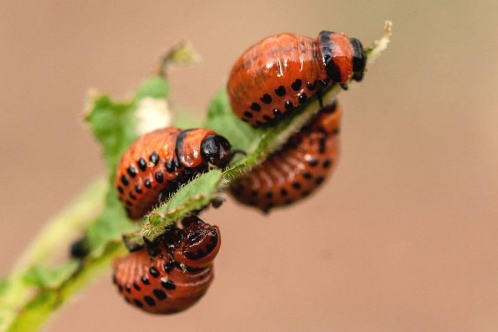 Kartoffelkäfer - Leptinotarsa decemlineata