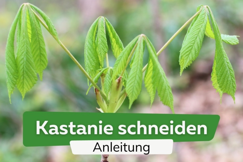 Kastanienbaum schneiden: so halten Sie Kastanien klein