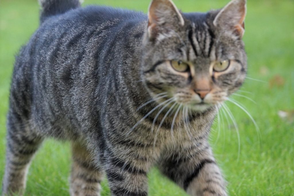 Katze im Garten