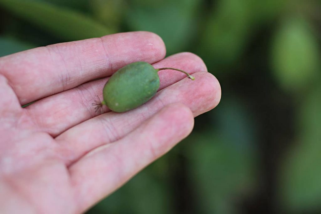 Kiwi-Beere 'Weiki'