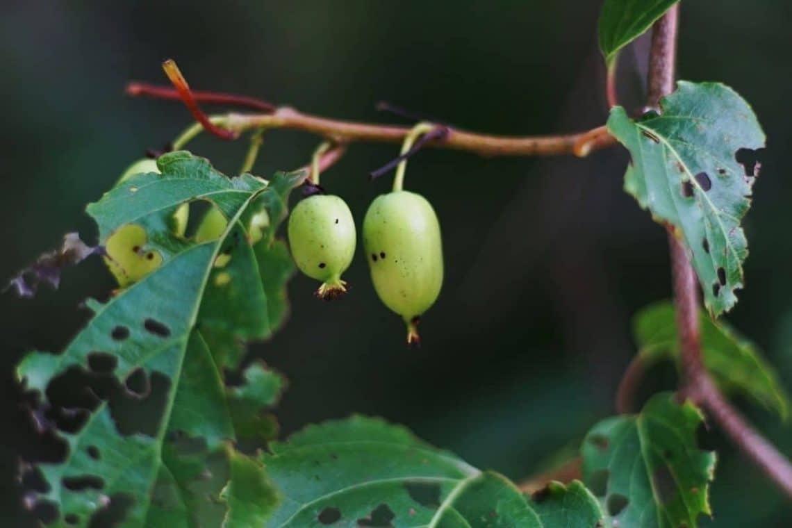 Bayern-Kiwi 'Weiki'