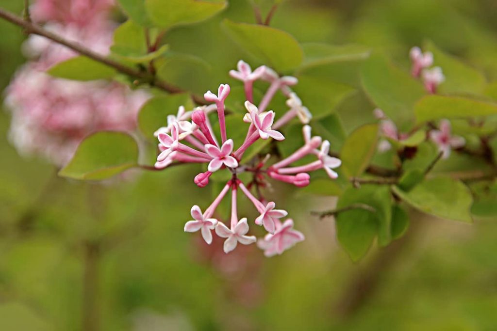 Kleinblättriger Flieder (Syringa microphylla)