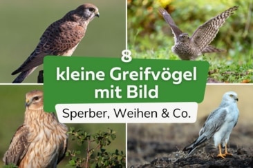 Kleine Greifvögel erkennen: 8 Arten mit Bild