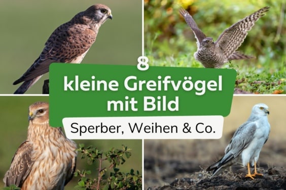 Kleine Greifvögel erkennen: 8 Arten mit Bild