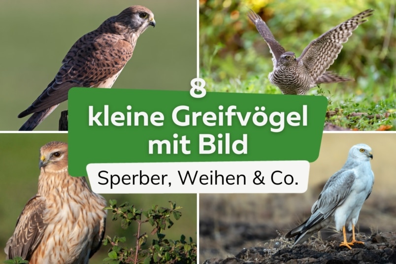 Kleine Greifvögel erkennen: 8 Arten mit Bild