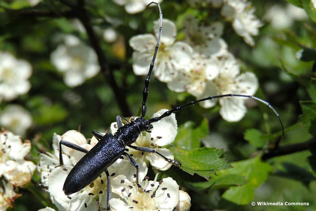 Kleiner Eichenbock (Cerambyx scopolii)