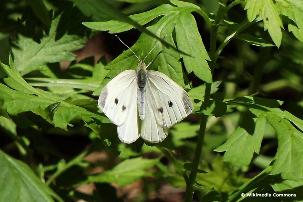 Kleiner Kohlweißling (Pieris rapae)