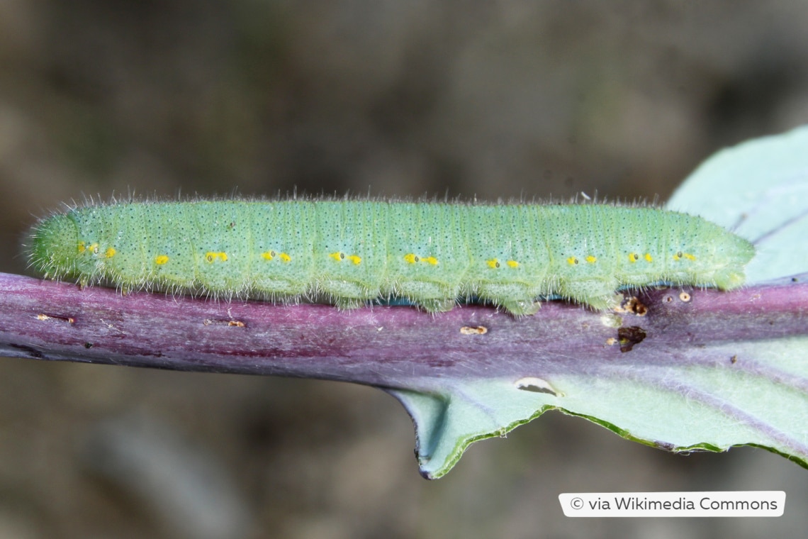 Raupe des Kleinen Kohlweißlings (Pieris rapae)