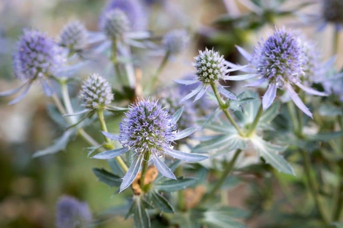 Kleiner Mannstreu (Eryngium planum)