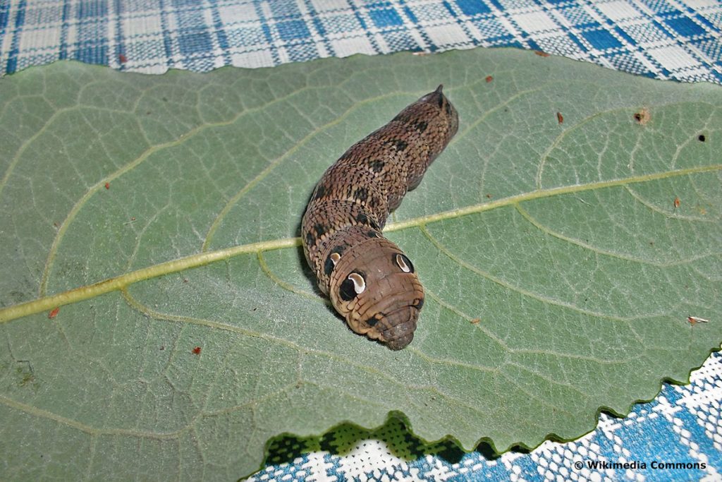 Kleiner Weinschwärmer (Deilephila porcellus),