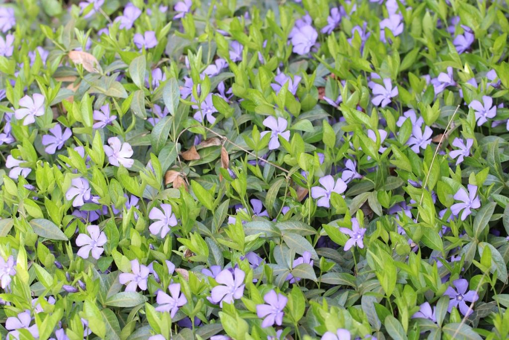 Kleine Immergrün - Vinca minor