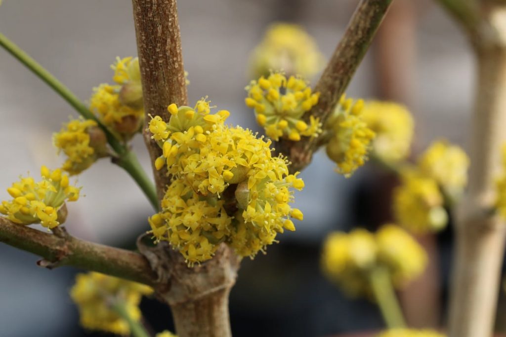 Kornelkirsche - Cornus mas