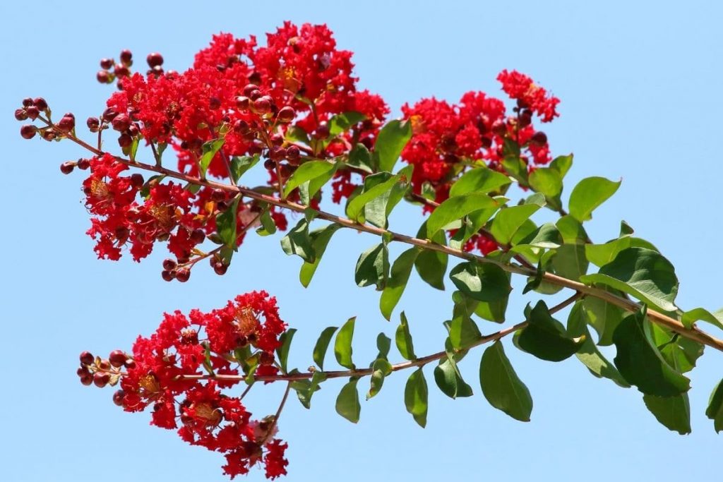 Sträucher mit roten Blüten - Lagerstroemia indica