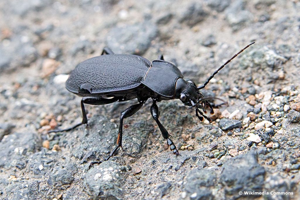 Lederlaufkäfer (Carabus coriaceus)