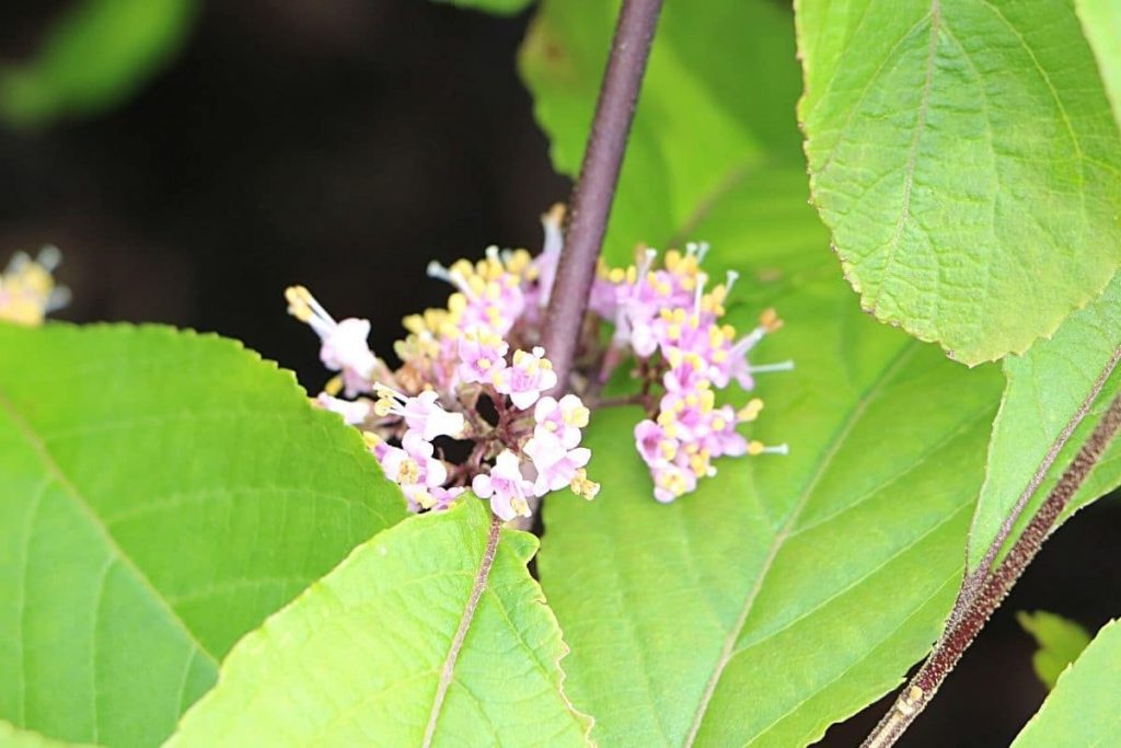 Liebesperlenstrauch Blüte