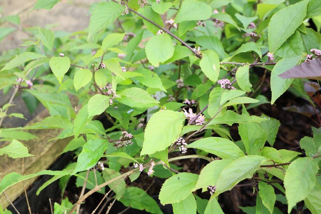 Liebesperlenstrauch - Callicarpa giraldii