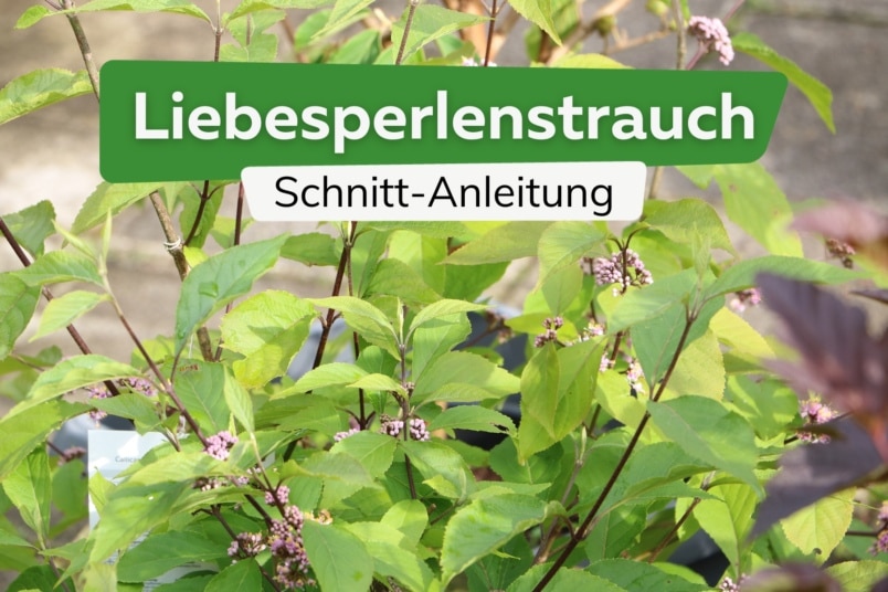 Liebesperlenstrauch schneiden: Anleitung