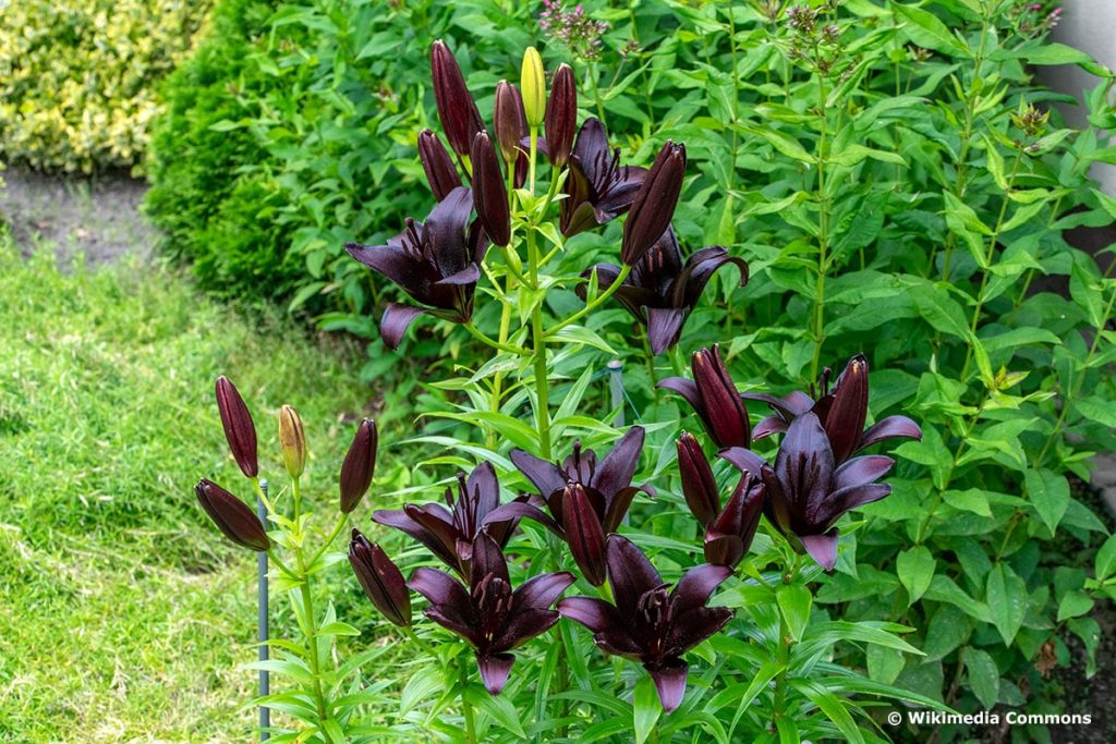 Lilium 'Night Rider', schwarze Blumen