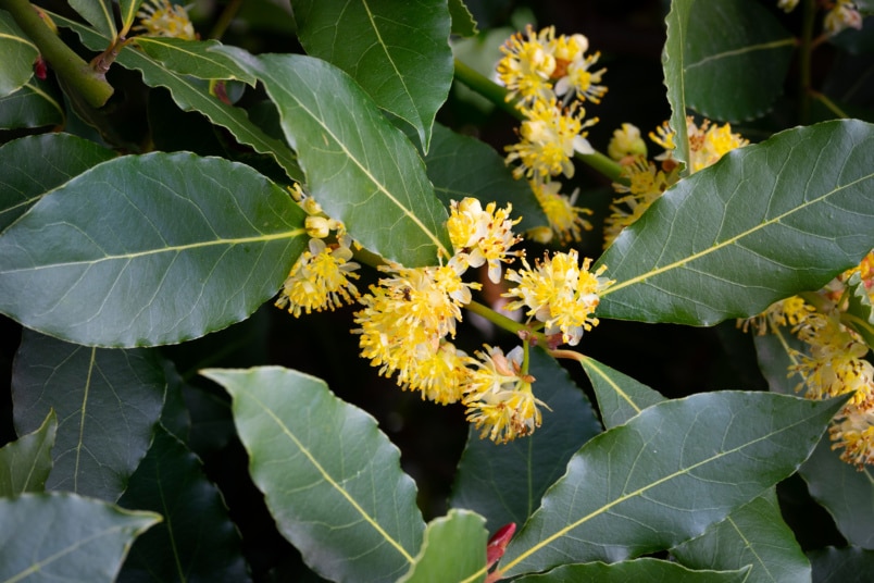 Lorbeerbaum (Laurus nobilis)