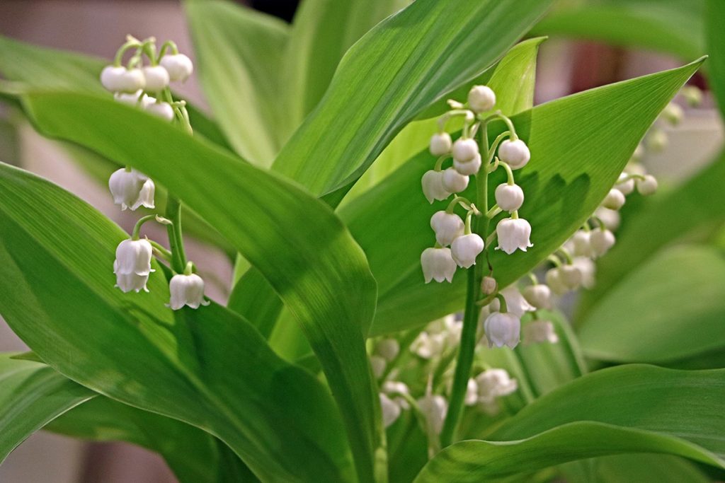 Maiglöckchen (Convallaria majalis)