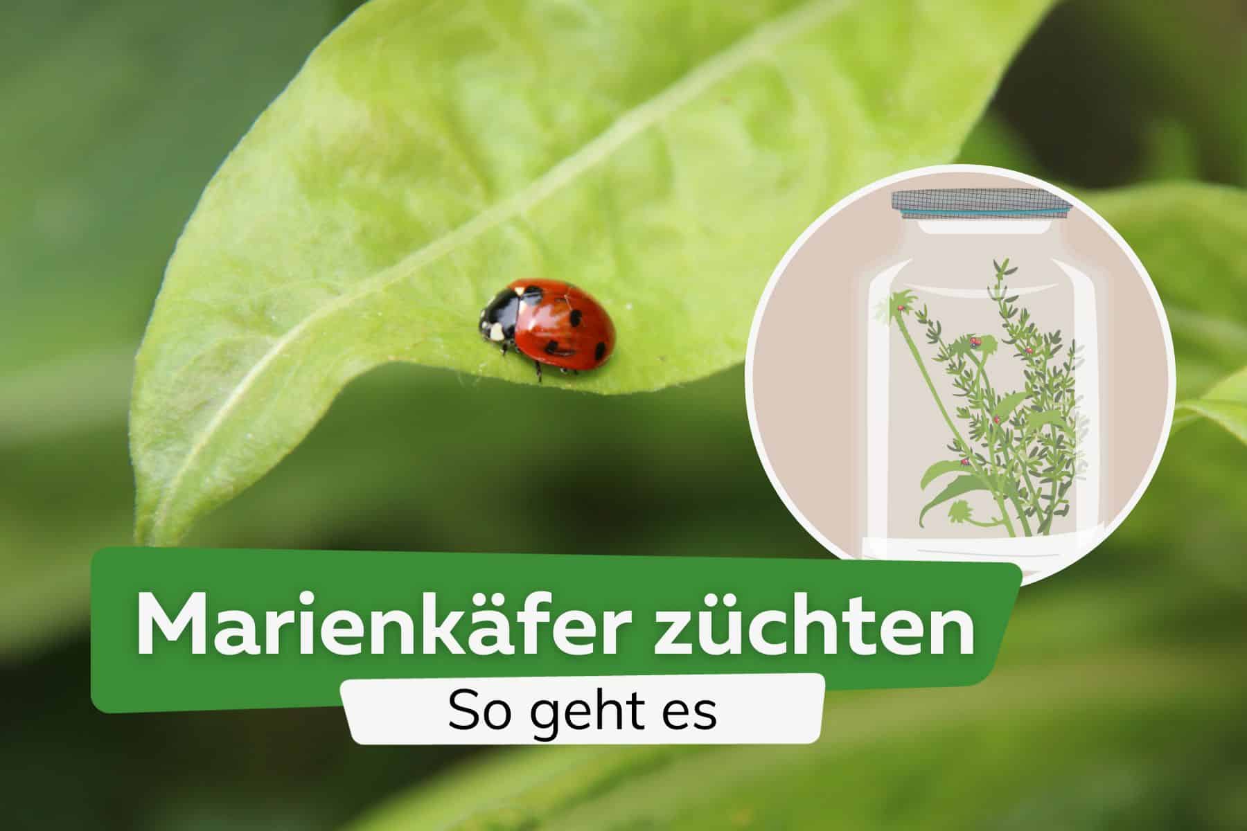 Marienkäfer züchten: Larven selber ziehen