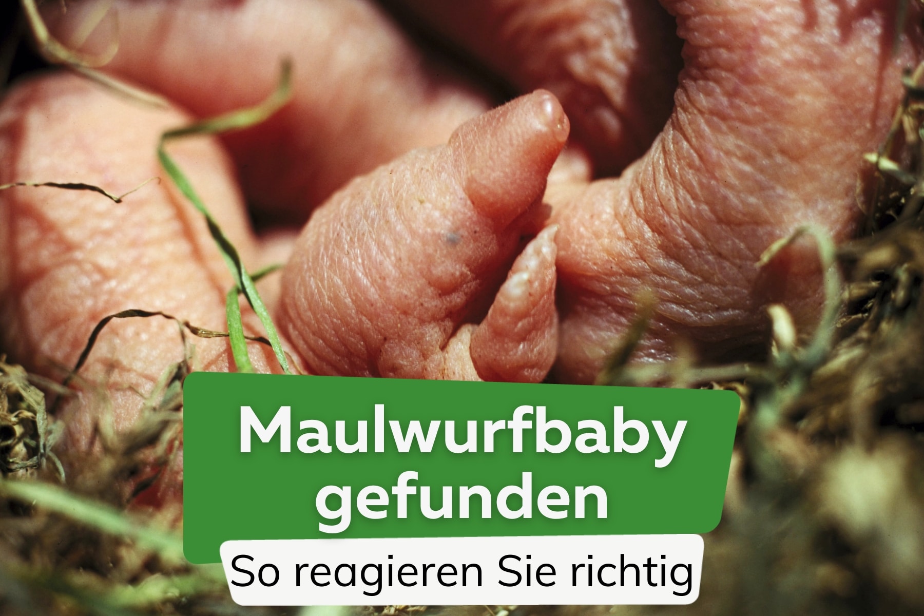 Maulwurfbaby gefunden: was ist zu tun?