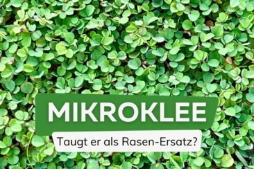 Mikroklee als Rasen-Alternative