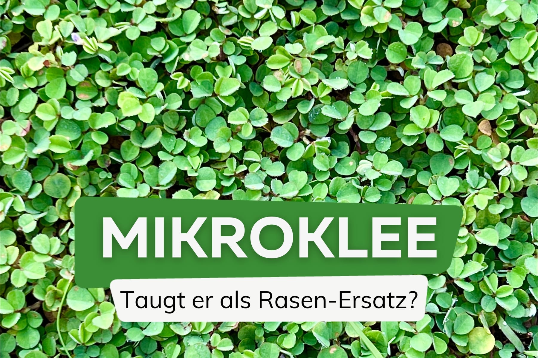 Mikroklee als Rasen-Alternative