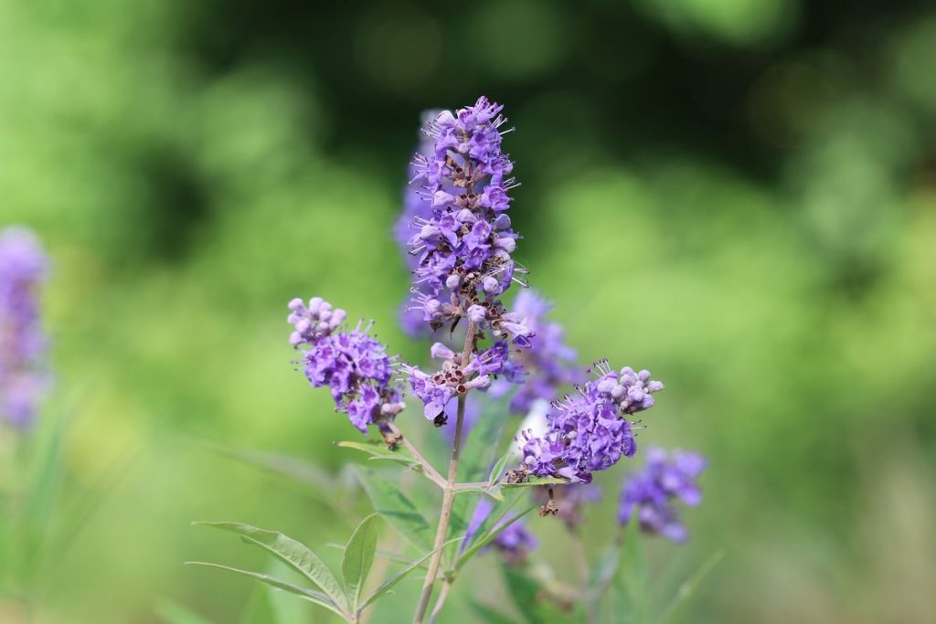 Mönchspfeffer - Vitex agnus-castus