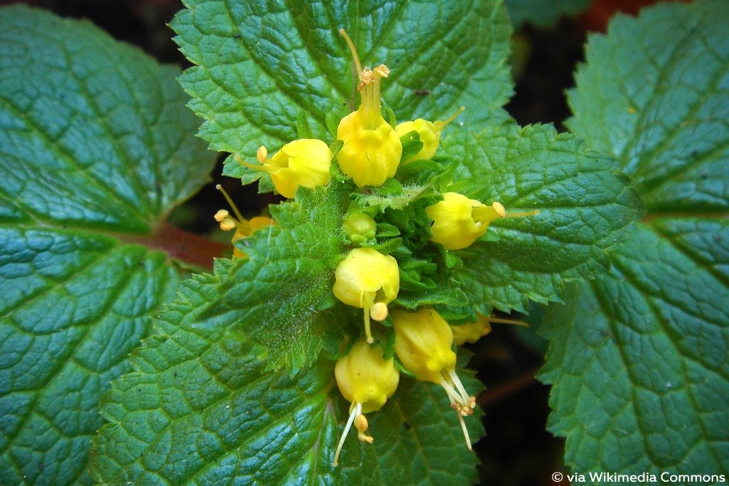 Mohnbrötchenblume (Scrophularia chrysantha), Duftblume