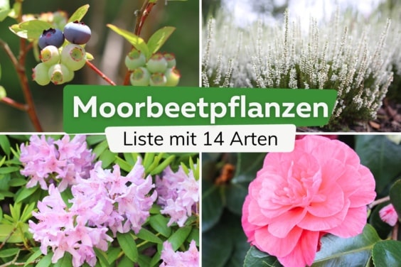 Was sind Moorbeetpflanzen? | Liste mit 14 Arten