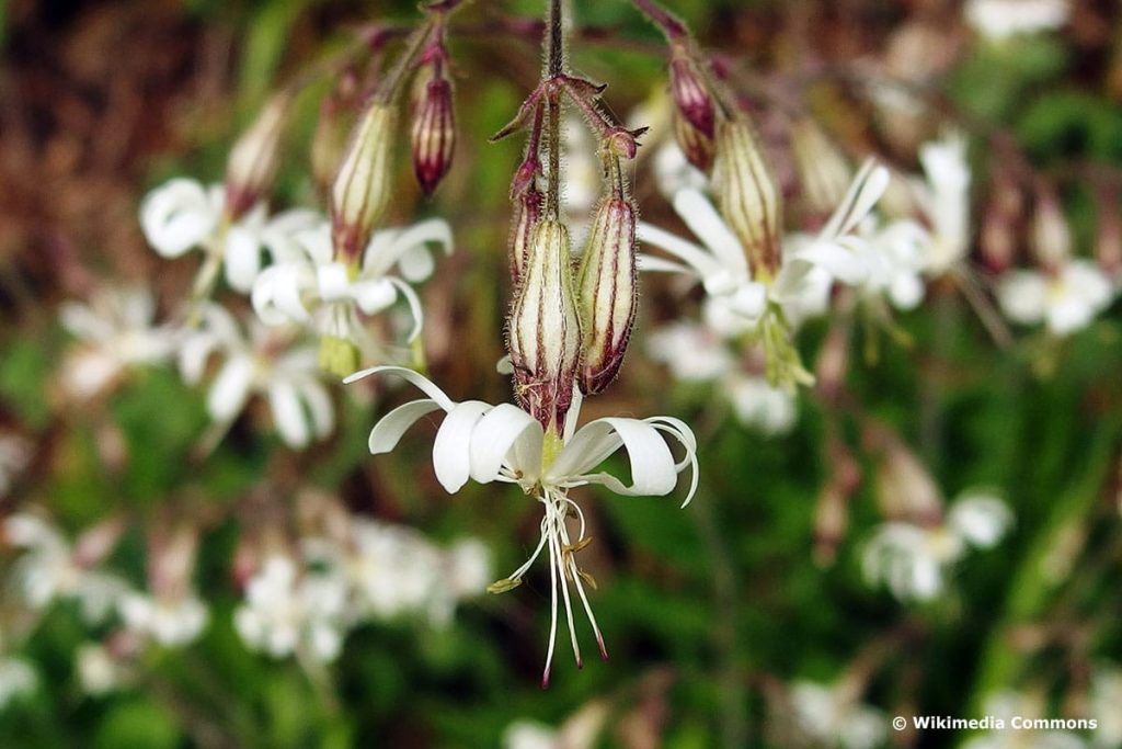 Nickendes Leimkraut (Silene nutans)